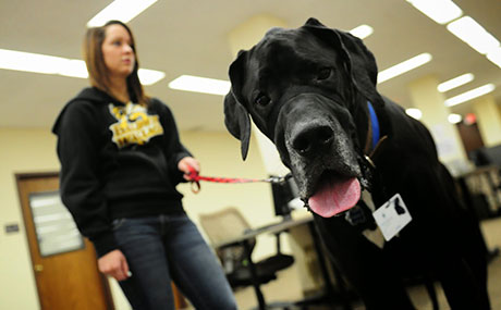 Luca, BW's original therapy dog "graduate"