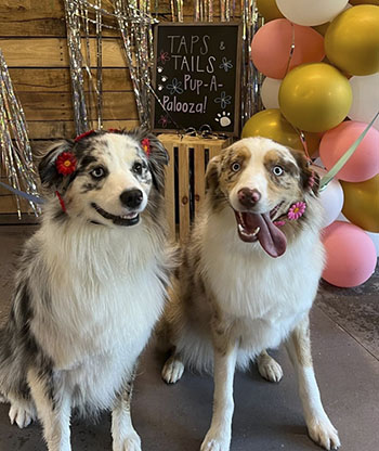 Dogs at one of Taps & Tails events