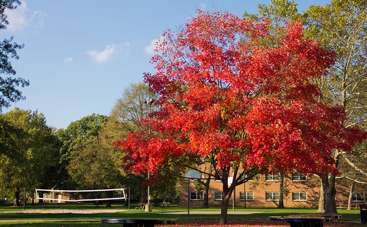 The Fullmer Arboretum’s more than 1500 trees represent a diverse collection of species. 53% of the trees are native to Northeast Ohio.