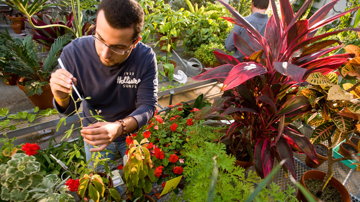 Greenhouse