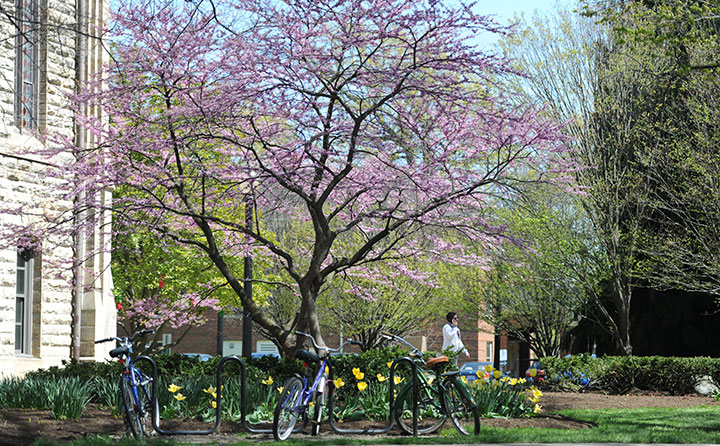 A flowering tree, tuilps and bikes signal the arrival of spring at Baldwin Wallace University