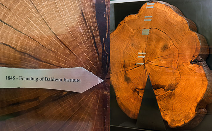A slice of a white oak that matches the age of Baldwin Wallace University is now on display