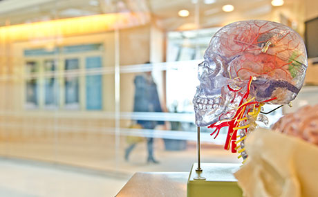 A transparent model of a human brain