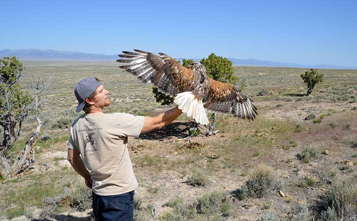 Photo of Joe Barns with Ferruginous Hawk