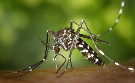 Asian Tiger Mosquito