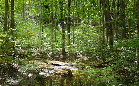 Modern-day Cleveland Metroparks woodlands