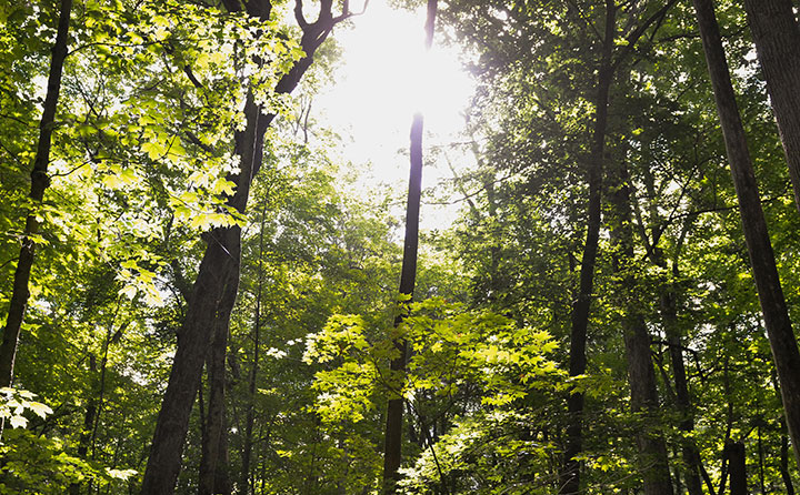 Modern-day Cleveland Metroparks woodlands