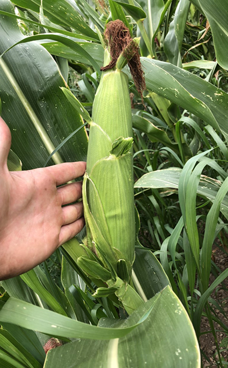 Jon Mays showing crop