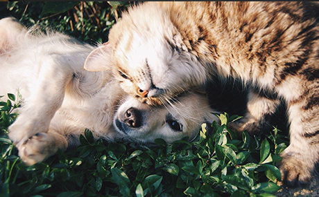 Cat and dog