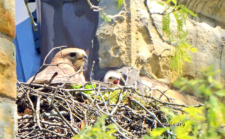 Marting hawks in nest