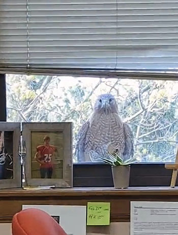 Hawk on the ledge at Marting Hall