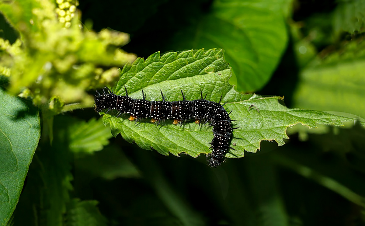 Herbivore with plant