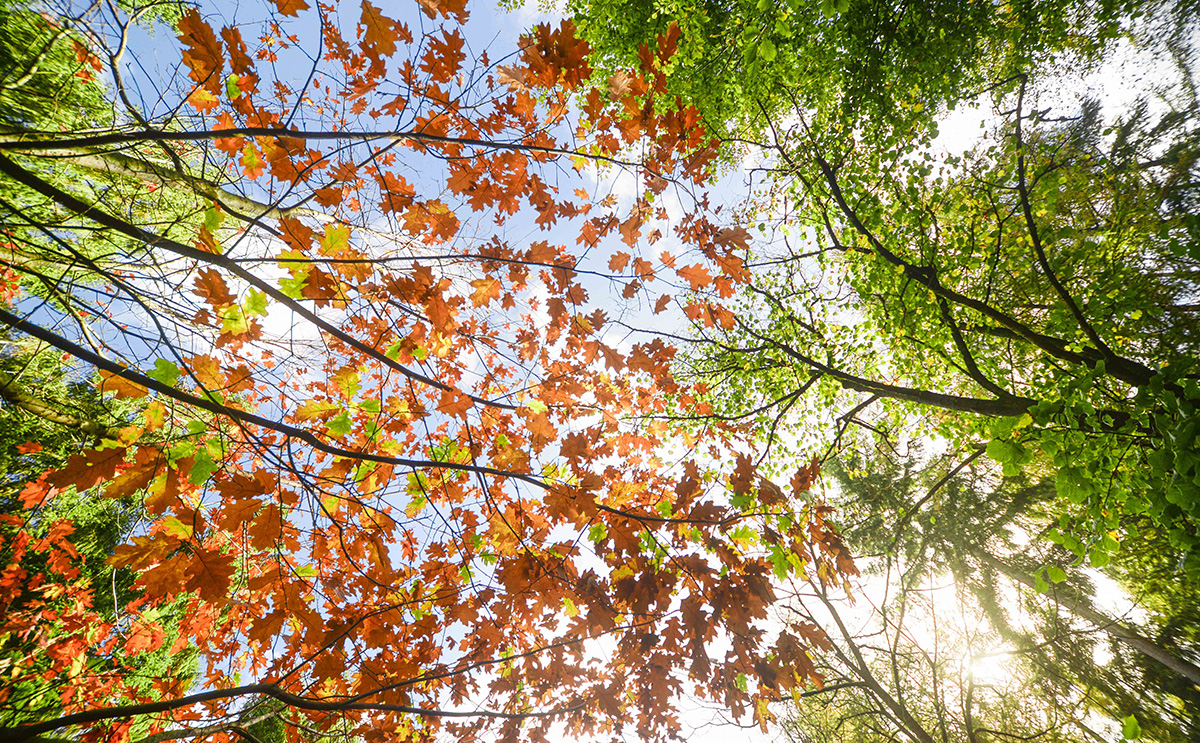 tree-canopy.jpg