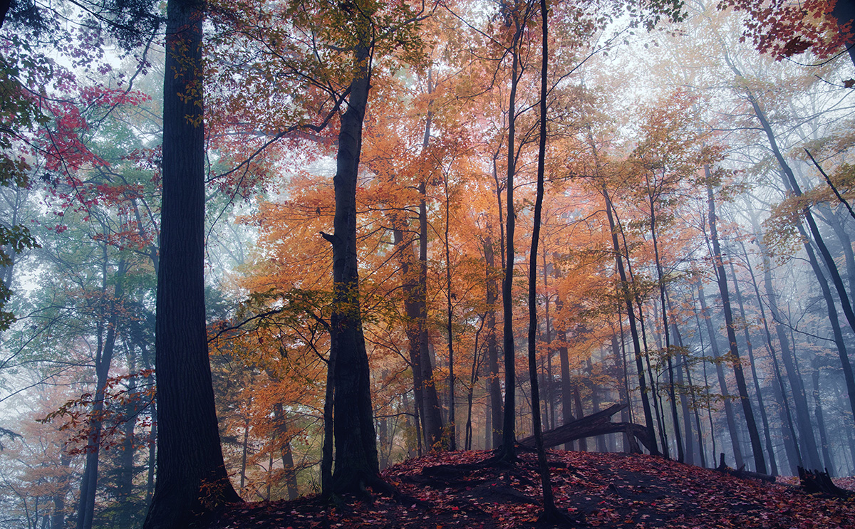 A forested landscape